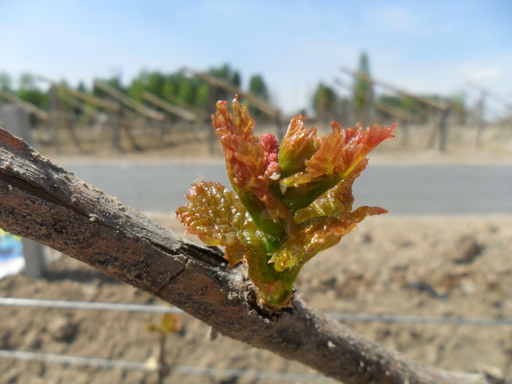 阳光玫瑰春季萌芽特写