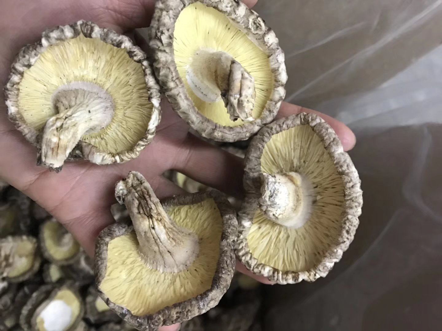 展示新鲜香菇与鲜平菇并排摆放的照片 常见菌类食材组合图