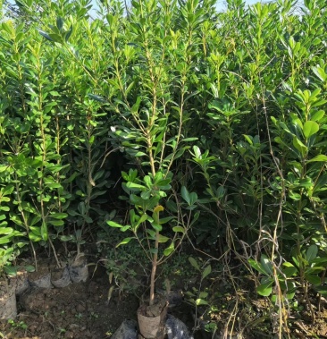 [海桐批发]陕西海桐/营养钵海桐高度40到80左右价格1.