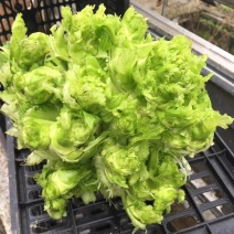 四川彭州儿菜，精品儿菜，，，