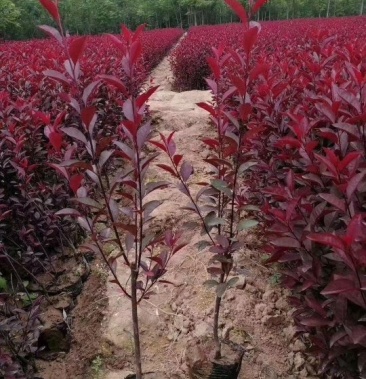 营养钵容器苗紫叶矮樱陕西紫叶矮樱