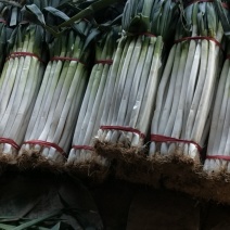 【精品】安丘铁杆大葱视频看货产地直供支持线上担保交易