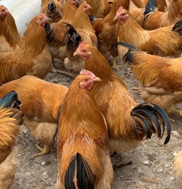 三黄阉鸡长期有货