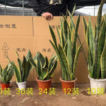 [橱]虎皮兰大小规格齐全大量现货基地直销