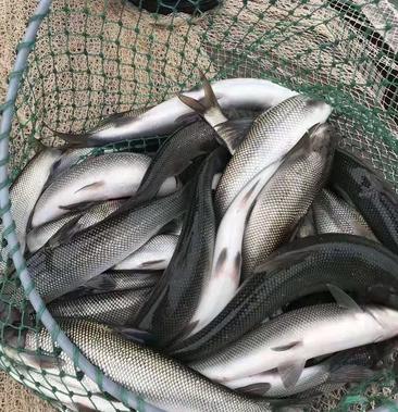 中国淡水银鳕鱼 养殖图片