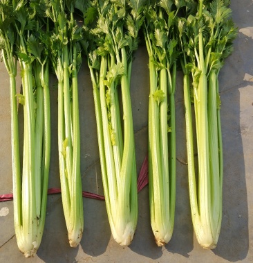 法国皇后芹菜65cm以上大量供应连续供货两个月