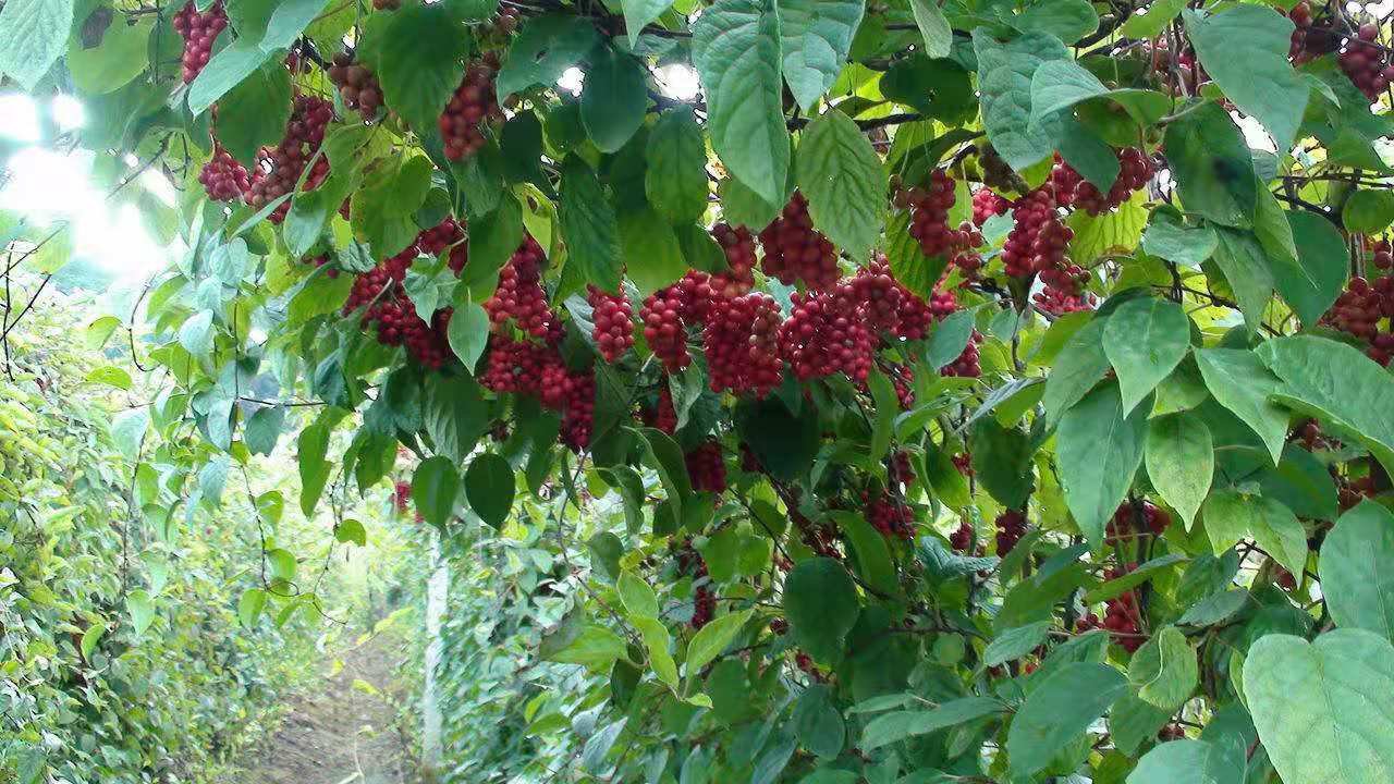 北五味子果实特写