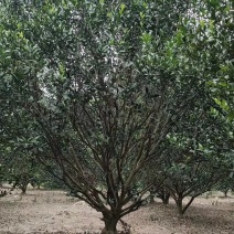 蜜桔树，柑橘树，桔子树基地，产地直发，大量供应