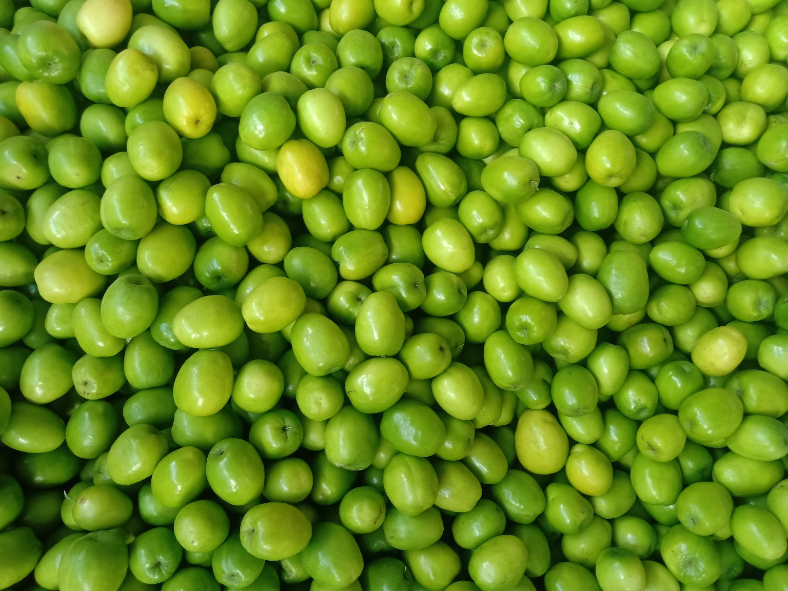 展示新鲜青枣的果实外观,果皮光滑、颜色翠绿 青枣果实特写