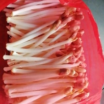 花生芽