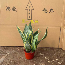 小盆短叶虎皮兰