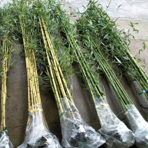 金镶玉竹紫竹青竹3个品种规格大小齐全欢迎选购