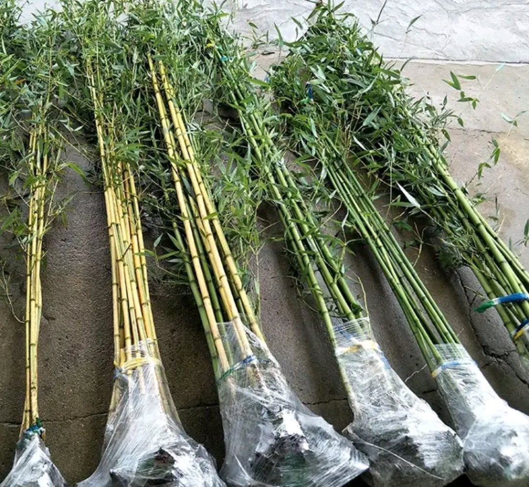 挑选山竹的五个指标示意图