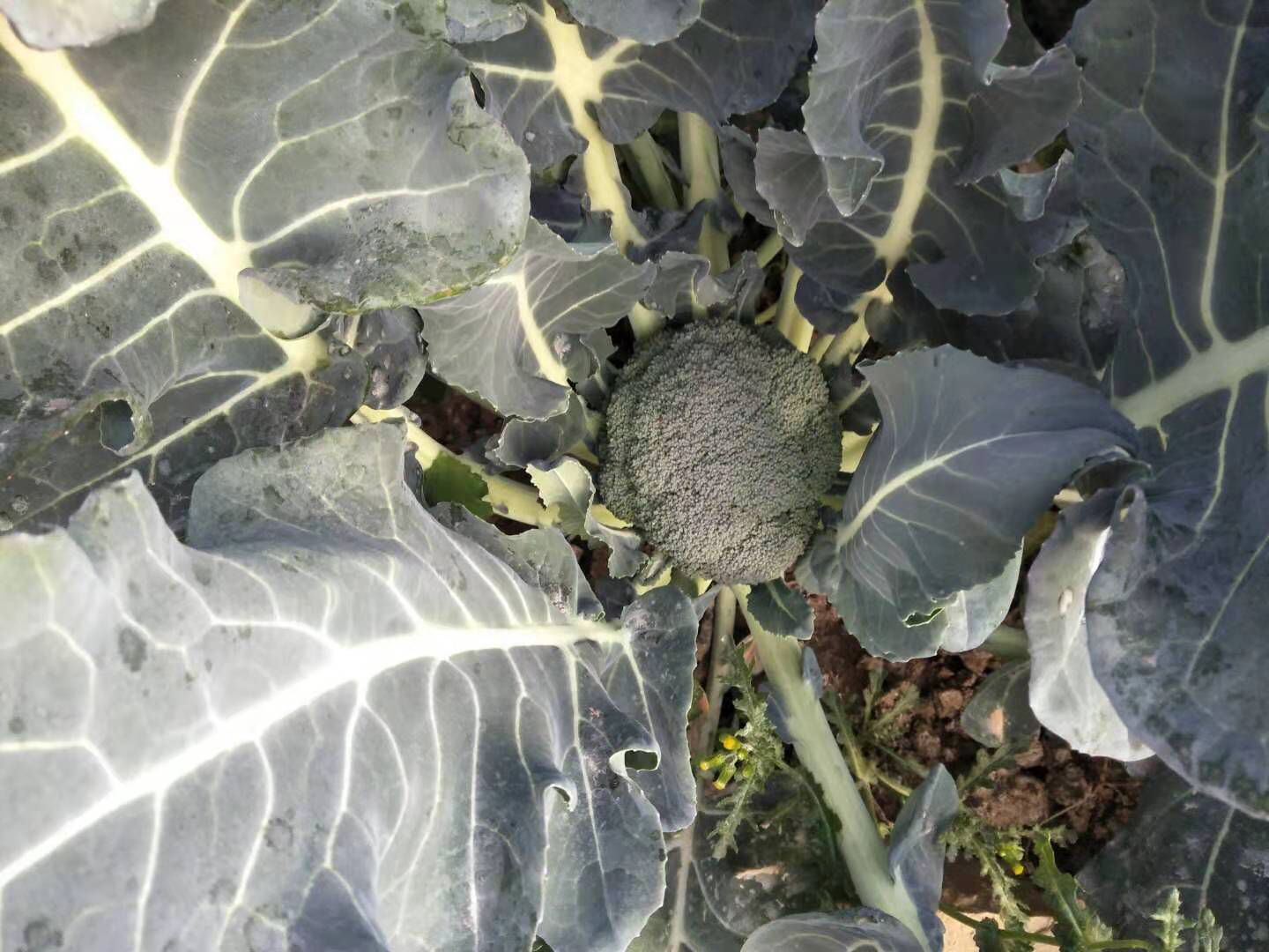 图片说明:一株正在生长的西兰花植株,显示其粗壮的茎干和顶部深绿色的花球,周围有宽大的叶片,土壤湿润,阳光柔和,体现自然种植环境 西兰花植株生长实景图