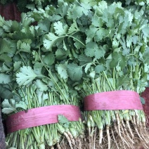精品大叶香菜，货源充足，欢迎来电咨询，价格便宜