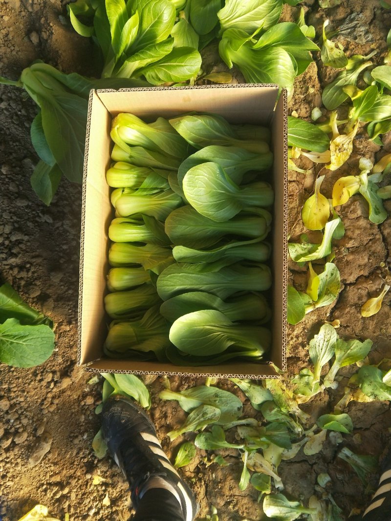 上海青大头油菜.