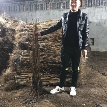 黑加仑树苗嘉宝果南方北方种植当年结果庭院果树树葡萄