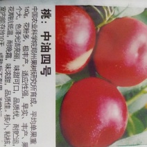 种苗，桃苗，中油4号，油桃苗，自家树苗品种保纯