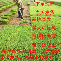 草皮带土台湾草马尼拉草大叶油草