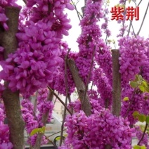 紫荆苗《速生生长开花速度快》紫荆树苗成活率高