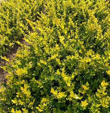 [女贞批发]金森女贞价格0.50元/棵 - 一亩田