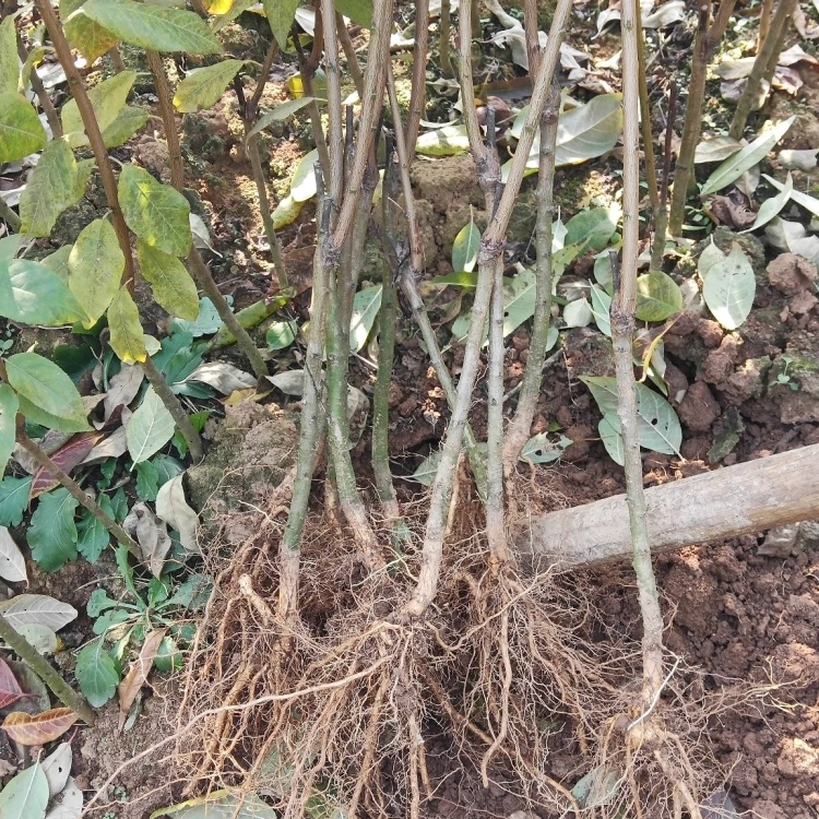 李苗一奈李苗:大型种苗基地丨量多价格优惠