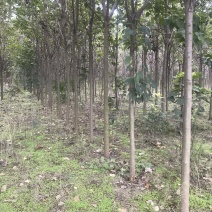 楸树梓树