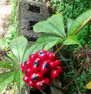 [三七批发]黑三七价格7.00元/件 - 一亩田