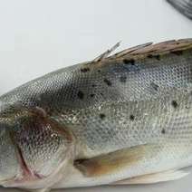 鲈鱼苗