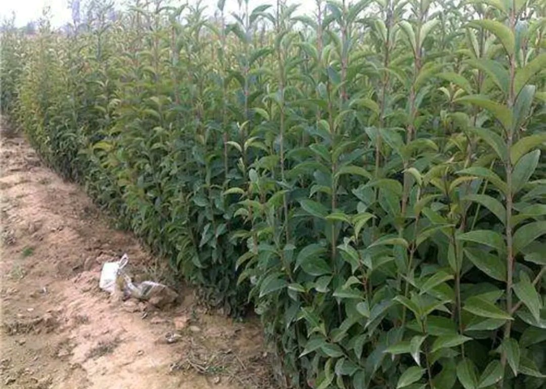 一处现代化苗圃中的大叶女贞幼苗培育区,整齐排列的营养钵内种植着高度约30-50厘米的嫩绿幼苗,土壤湿润,喷灌系统正在运行,背景可见遮阳网和管理人员作业身影 大叶女贞幼苗培育场景