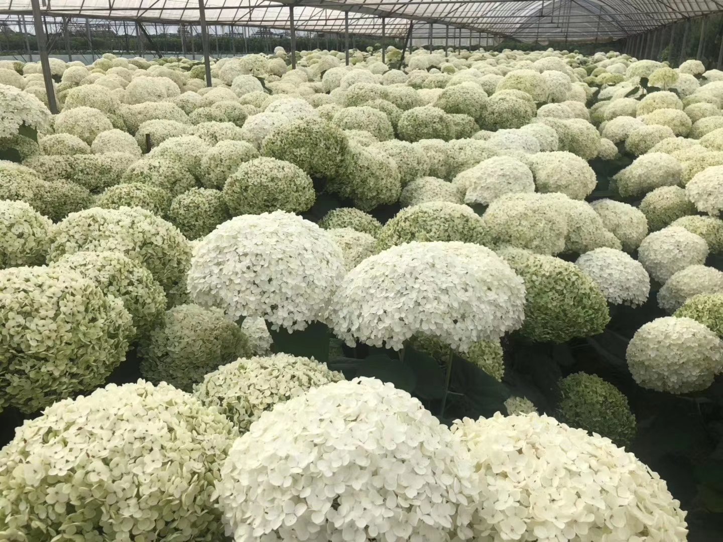 百合花开放特写