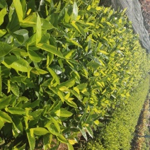 大叶龙船花