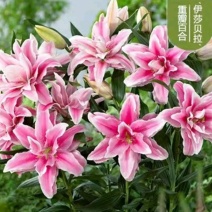 荷兰百合香水百合重瓣花色花色齐全成活率高耐寒