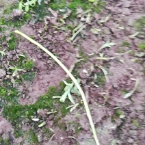 篱蒿（芦蒿）全部都是大棚种殖