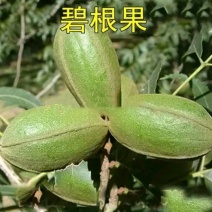 碧根果成活率高品种好产量高欢迎实地选购