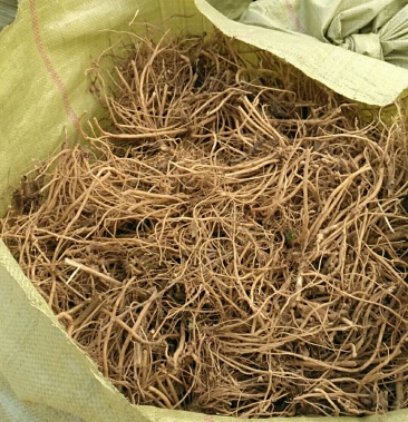 土牛膝优质鲜牛膝土牛膝个牛膝统货牛膝水洗货牛膝