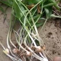 出售大量河北保定优质半夏种苗自产自销！质量保证品种优良
