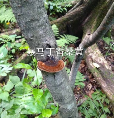 长白山野生暴马丁香桑黄选货统货