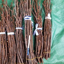 小叶椴树接穗绿塔小苗品种丰富北方耐寒训化嫁接芽苗