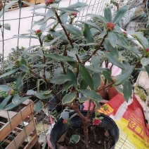 金边瑞香花盆栽，啊，特别香金边瑞香花基地直销