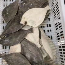 冻鲽鱼