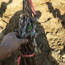 河北嫁接蓝宝石葡萄苗基地直销正品保证