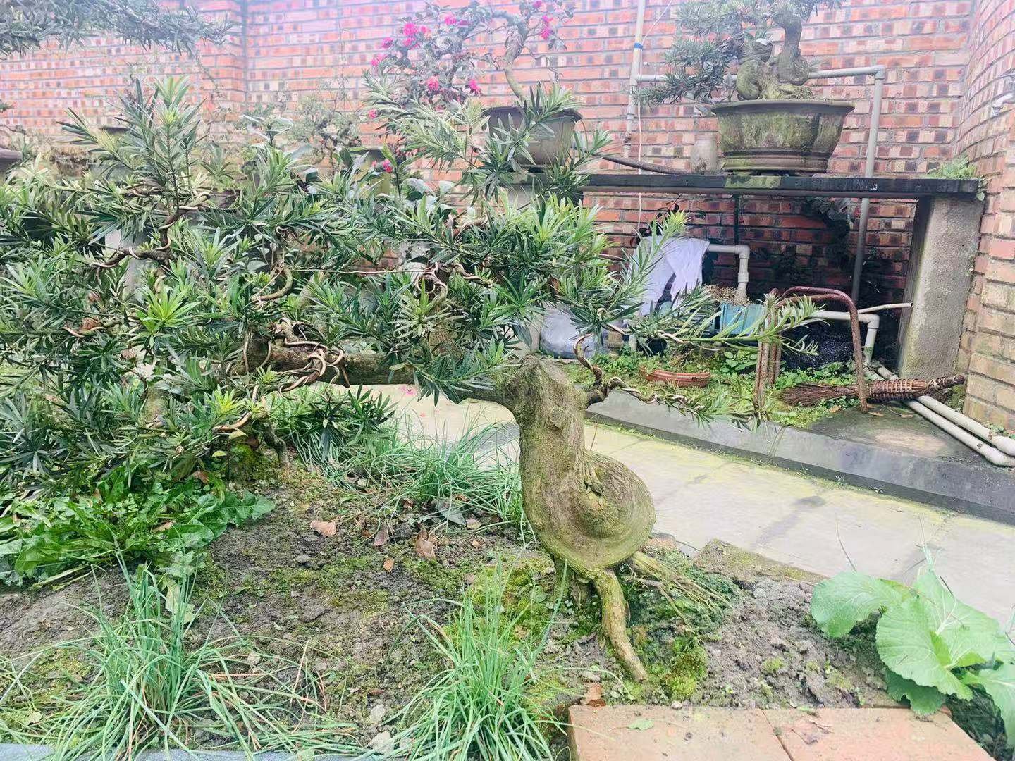 罗汉松盆景特写