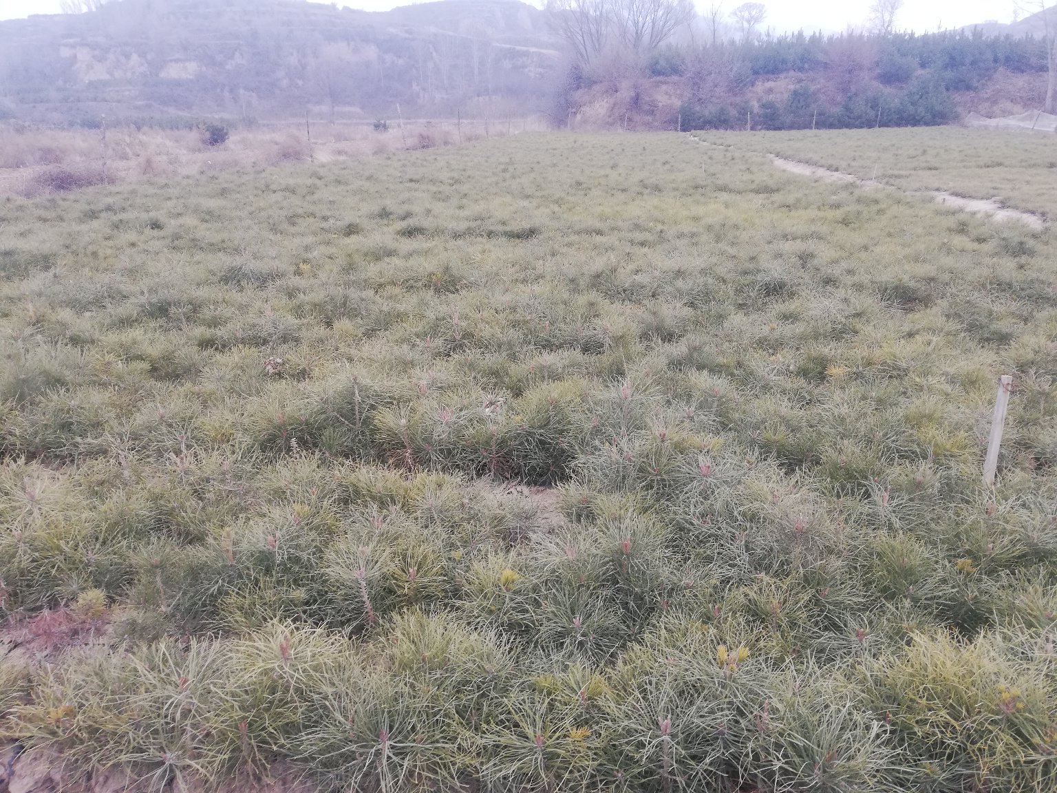 油松幼苗在苗床中