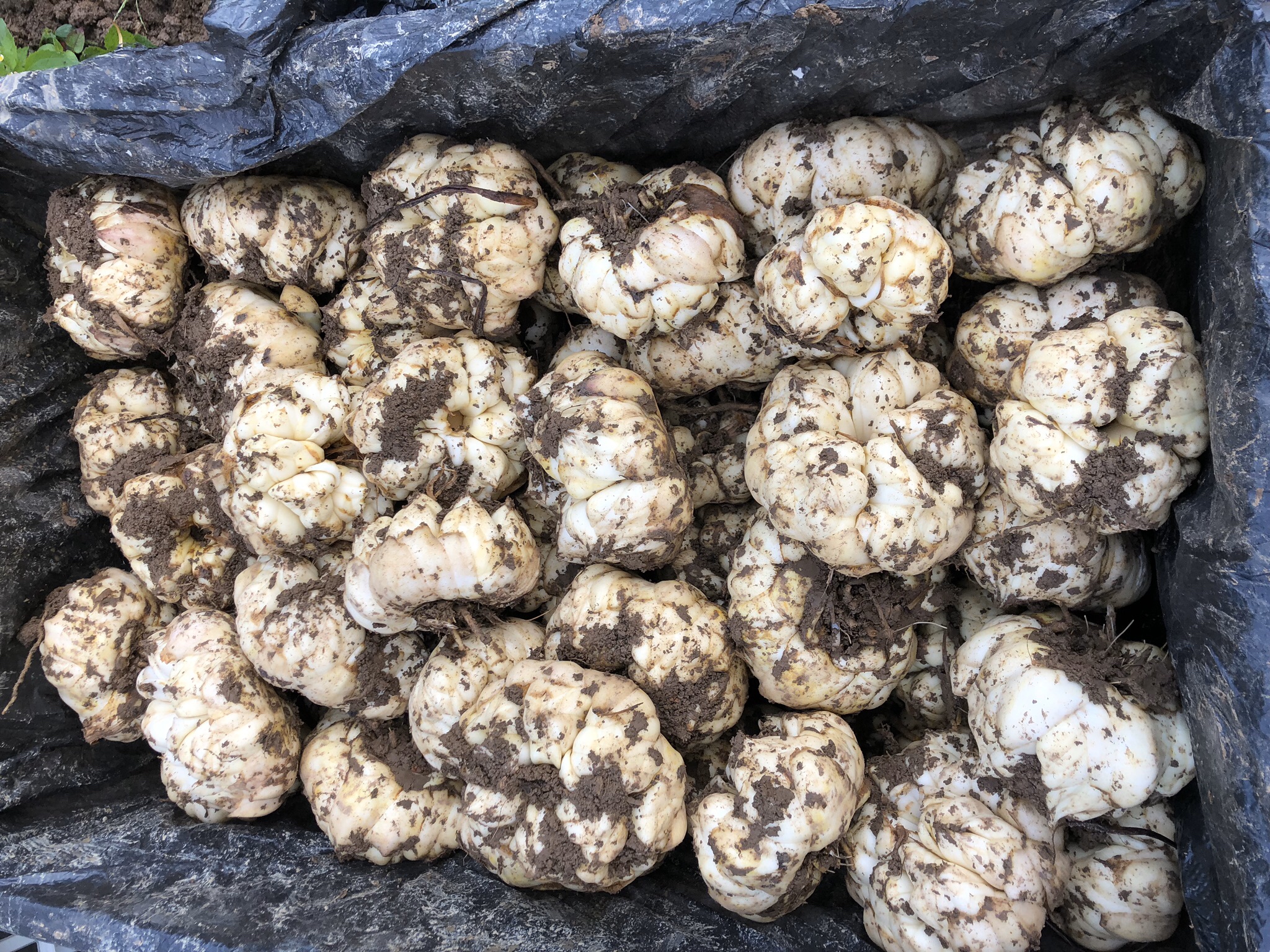 北方百合田间越冬覆盖实景