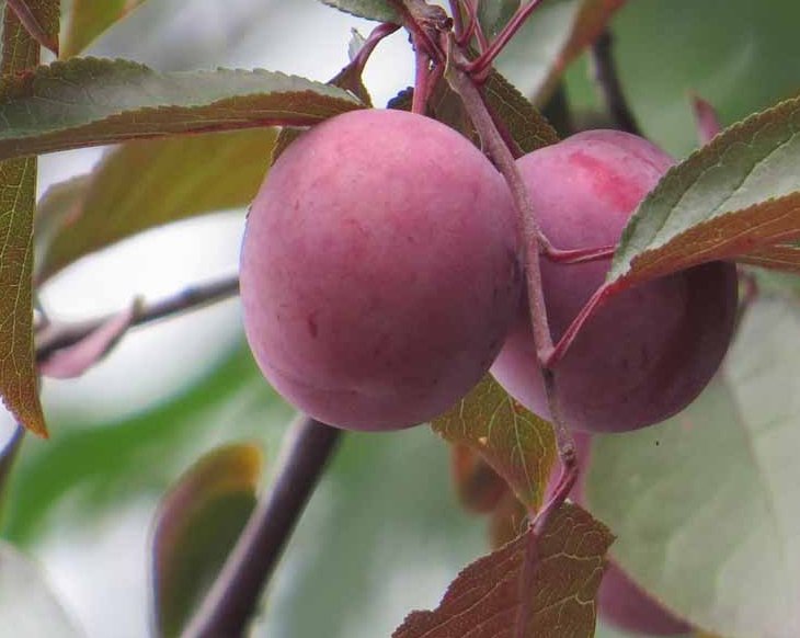 成熟的双红李果实特写,果皮呈深红色,果肉鲜亮,背景为果园自然环境 双红李整体外观展示