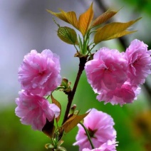 日本樱花树苗樱花树苗嫁接樱花苗日本樱花早樱晚樱小苗盆栽庭