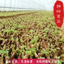 葛根小批量试种葛根苗节南北方地栽当年采收葛根种植苗
