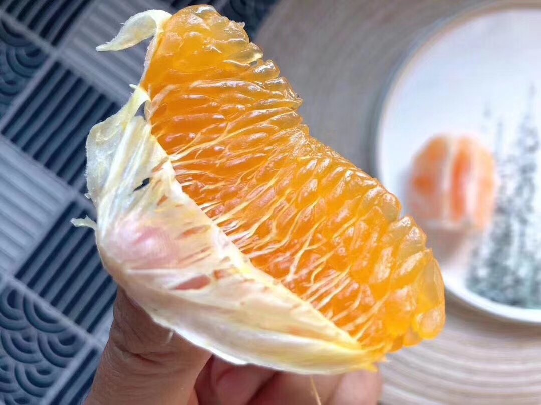 四川不知火柑果肉特写图