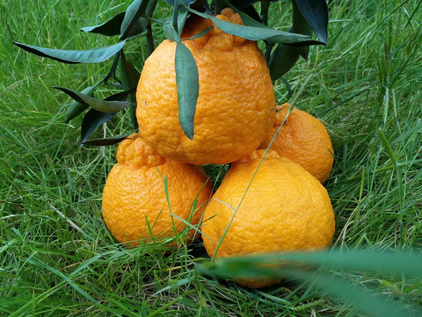 一棵挂满金黄色不知火柑的果树,果实表皮呈黄橙色,略带麻点,枝叶茂盛,背景为四川丘陵果园,阳光洒落,体现生态种植环境 图片描述